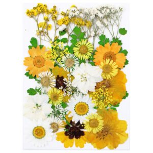 Dried Flowers No.21