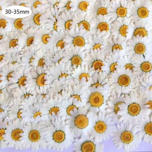 Dried Flowers No.25 White Flower